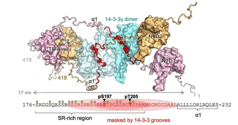 Белок-регулятор избирательно связывает «горячую точку» N-протеина SARS-CoV-2