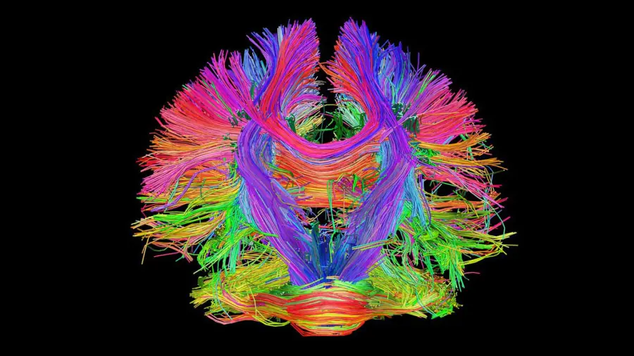 Mapping the human brain