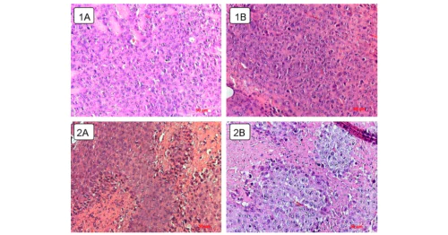 Laboratory of Experimental Virology