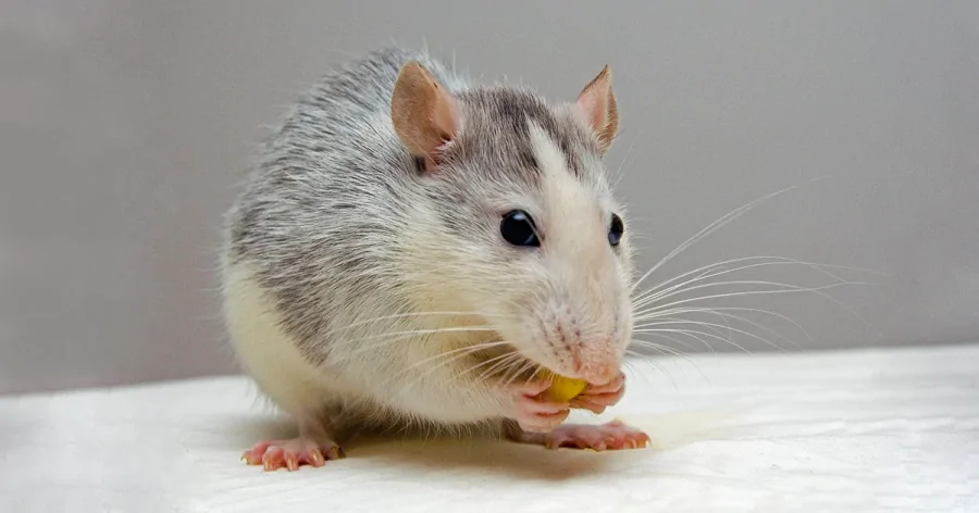 Ученые придумали способ борьбы с атрофией мышц