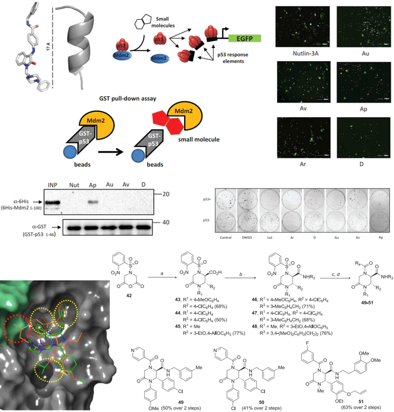Development of proapoptotic agents – inhibitors of protein-protein interaction p53-MDM2