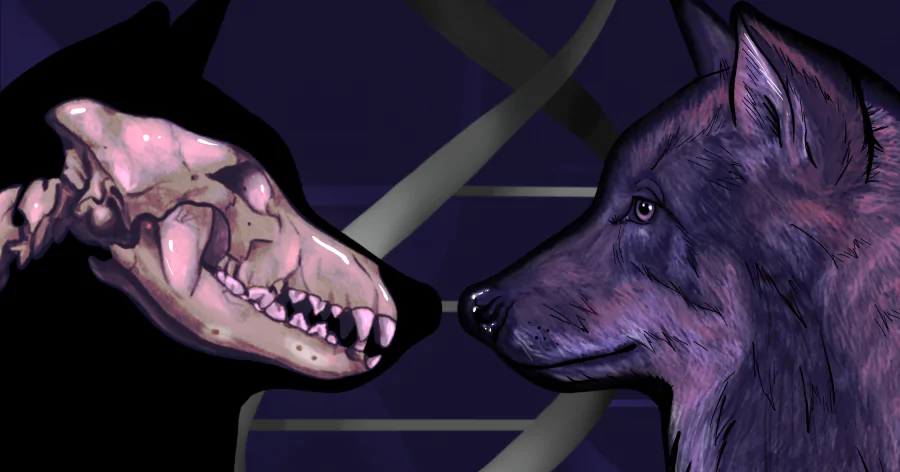 Современные собаки оказались потомками сразу двух популяций древних волков