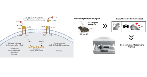 Department of Neuropharmacology named after Academician of the Russian Academy of Medical Sciences S.V. Anichkov