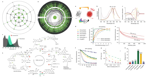 Лаборатория оптического биоимиджинга