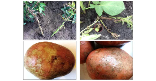 Department of Potato & Vegetable Diseases