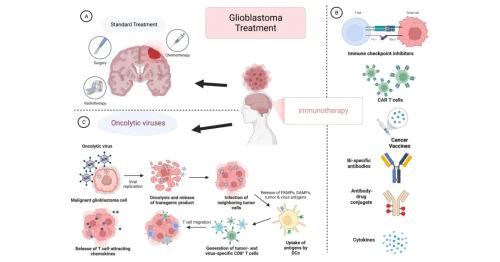 Лаборатория иммунотерапии солидных опухолей