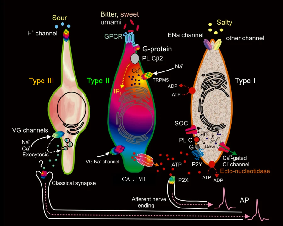 Signaling processes in the taste bud