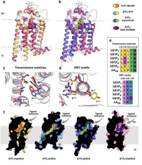 Ученые МФТИ открыли секрет управления важным рецептором