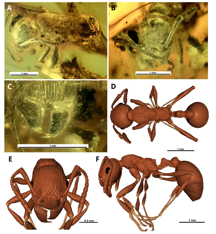 Paleontology of ants