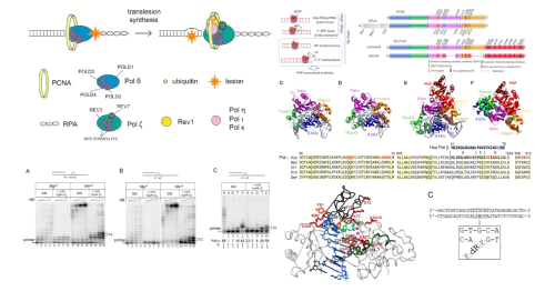 Laboratory of mechanisms of replication of damaged DNA