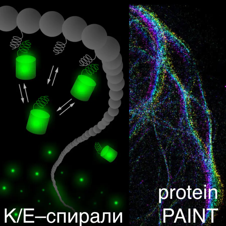 K/E-spirals: fluorescent labeling of proteins and Protein-PAINT nanoscopy