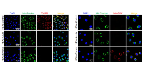 Лаборатория Живаги