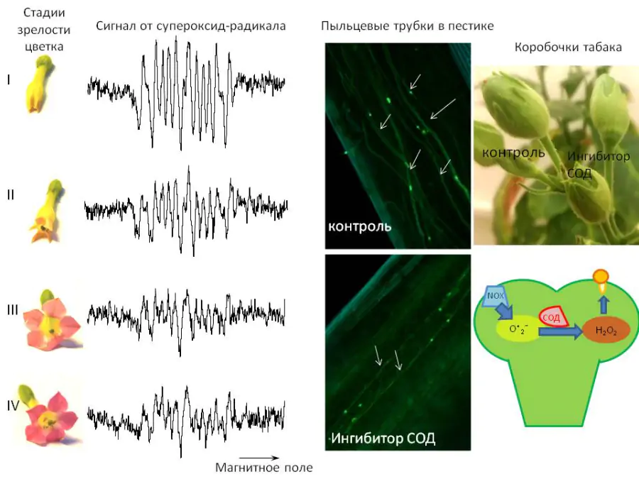 Биологи показали, как активные формы кислорода способствуют успешному размножению растений