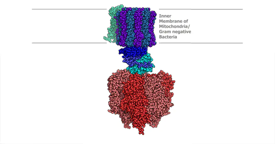 Митохондрии могут производить энергию за счет тока ионов калия, а не протонов