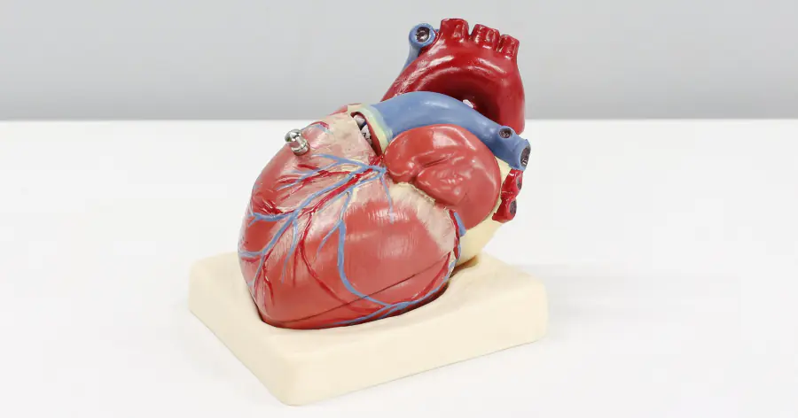 Составлен атлас регуляторных последовательностей, связанных с болезнями сердца