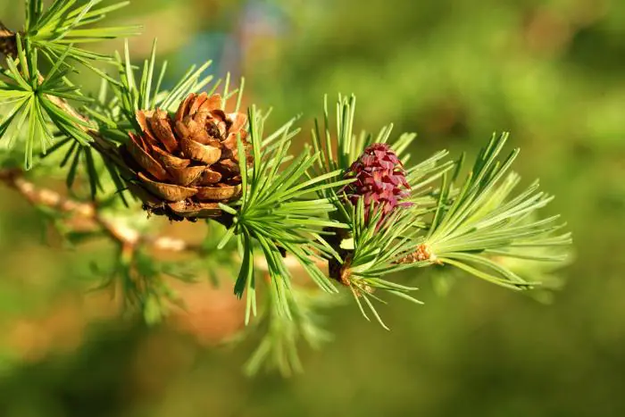 Полногеномное секвенирование сибирской лиственицы и сибирской кедровой сосны