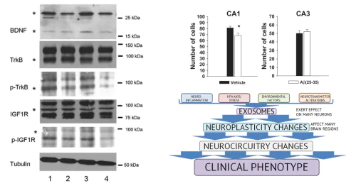 Laboratory of Functional Biochemistry of the Nervous System