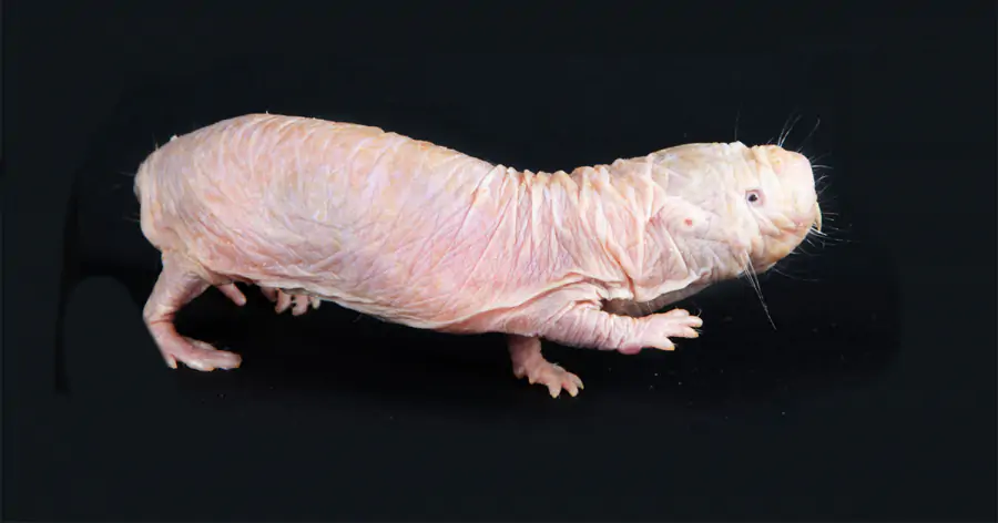 Время на передышку и «опасная» гибель могут объяснить долголетие голого землекопа