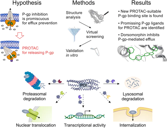 Development of MDM2-recruiting PROTACs