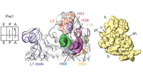 Laboratory of Molecular Biophysics and Neutron Research